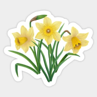 Daffodils Sticker